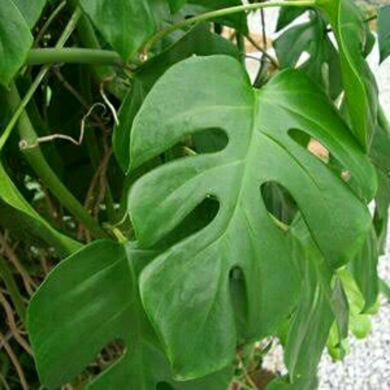 ekor naga - tanaman monstera ekor naga