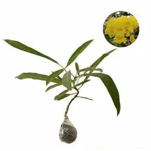 

Bibit Tanaman hias bunga sakura tabebuya kuning bunga sakura kuning