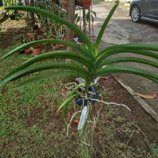 Bibit Tanaman Anggrek  Vanda  Siripon Pink Tanaman Anggrek  