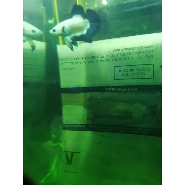 Ikan cupang PLAKAT BLUERIM clean body Plakad blue rim A03 betta fish