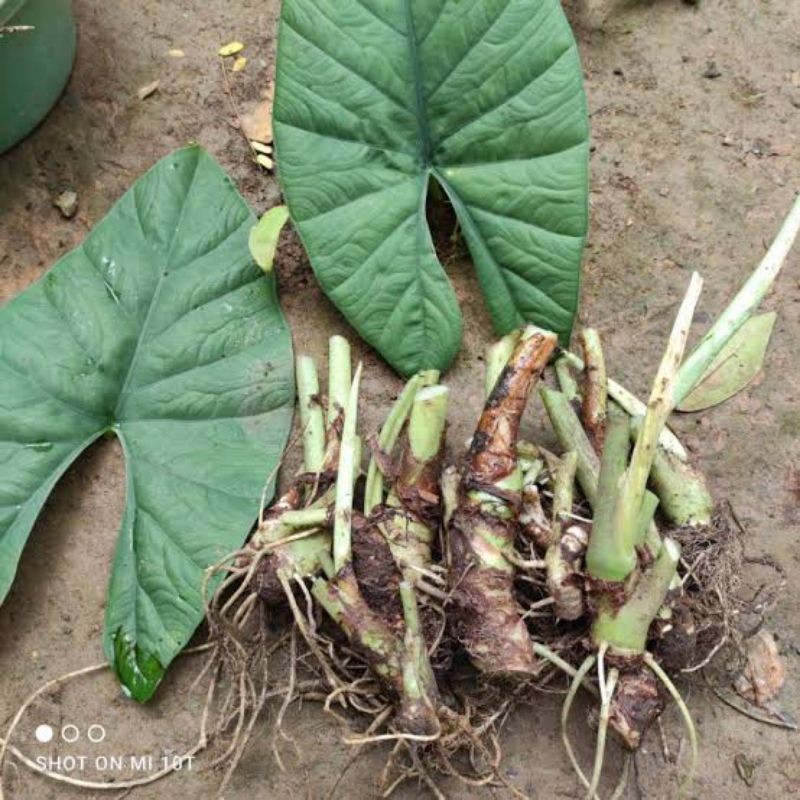 bibit bonggol keladi tengkorak hijau