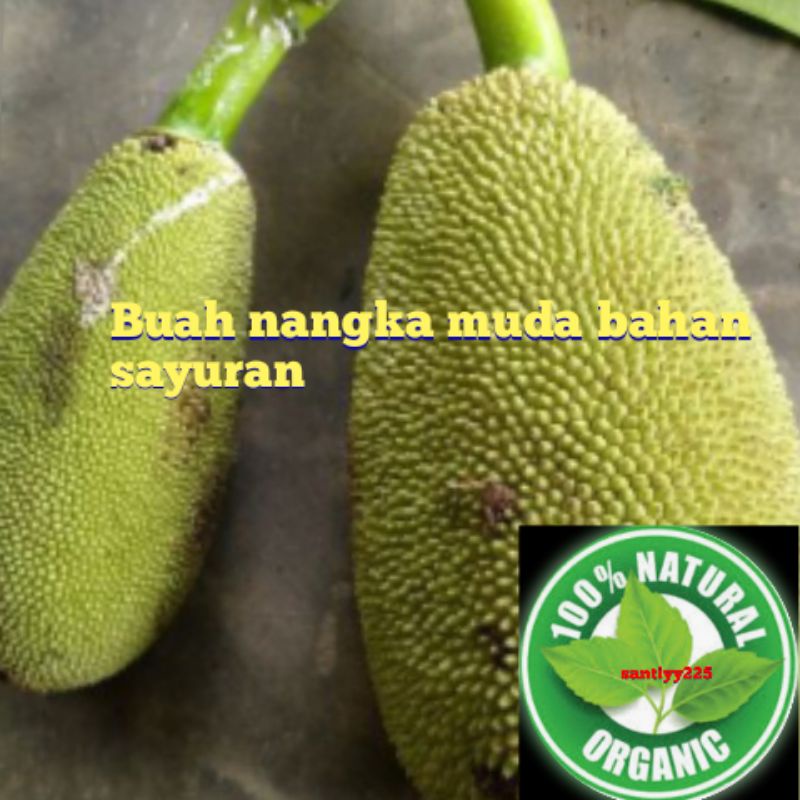 

buah nangka muda segar 5 kg