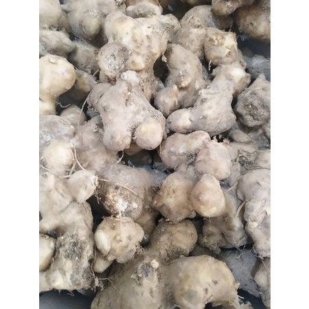 Bubuk Umbi Dewa 500 g Serbuk Samsit Ubi Daun Dewa Gynura divaricata