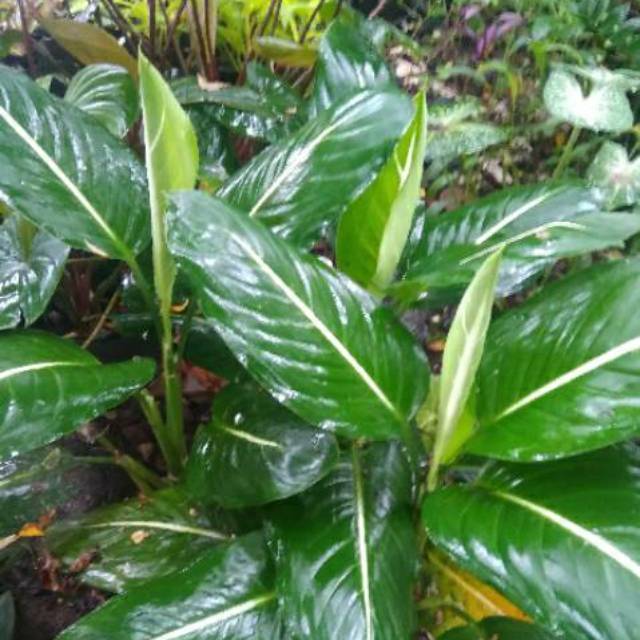 Harga Aglonema Hijau Garis Putih Tips dan Trik Pertanian Harga Aglonema Hijau Garis Putih Tips dan Trik Pertanian