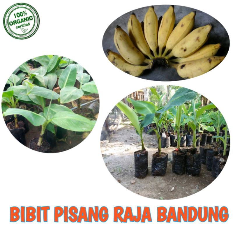 BIBIT PISANG RAJA BANDUNG ASLI