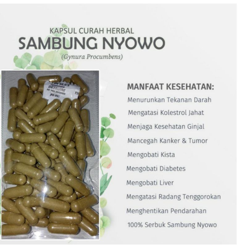 

AS Sambung nyowo 100 kapsul Herbal Curah kolestrol