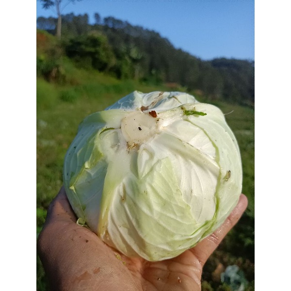 

sayur KOL
