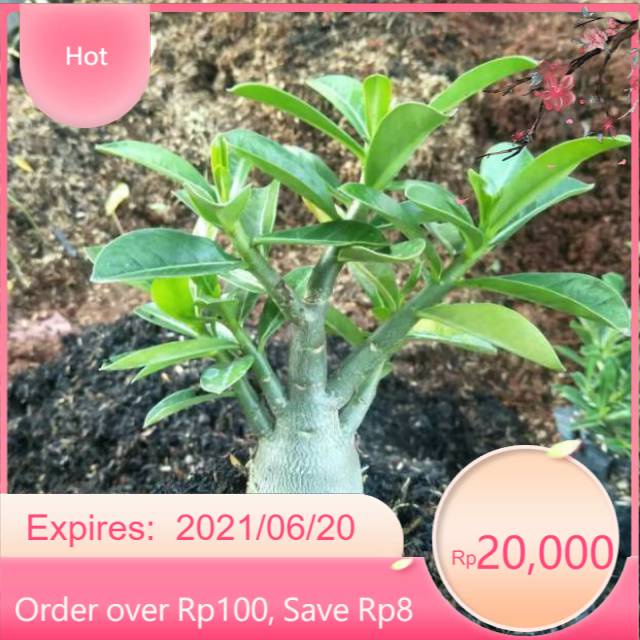 bibit tanaman adenium  bonggol besar bahan bonsai kamboja jepang
