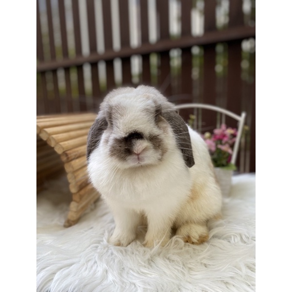 Kelinci Holland Lop Indukan Betina Sehat Proven
