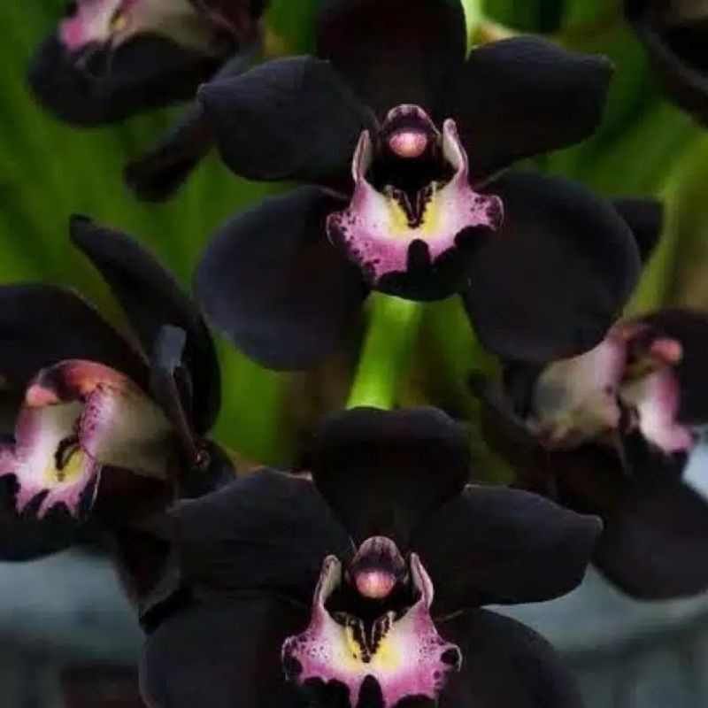Anggrek Dendrobium Black Papua keiki