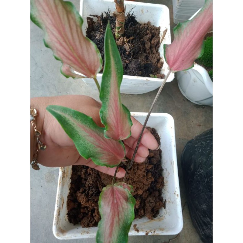 keladi kerucut keladi keris