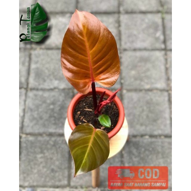 TANAMAN HIAS PHILODENDRON RED CONGO - philo red congo
