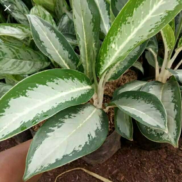 Aglonema sri rejeki blanceng susu silver
