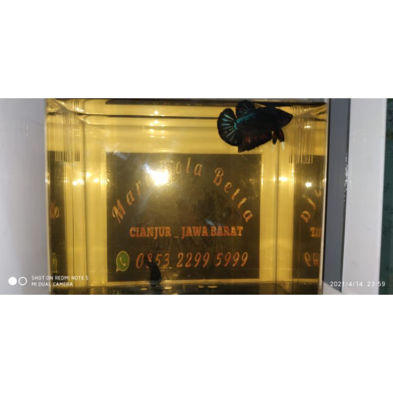 Cupang Avatar Gordon Satu Pair Sesuai Foto/ Video