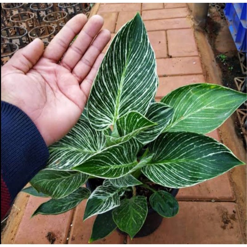 philodendron birkin dewasa/rimbun