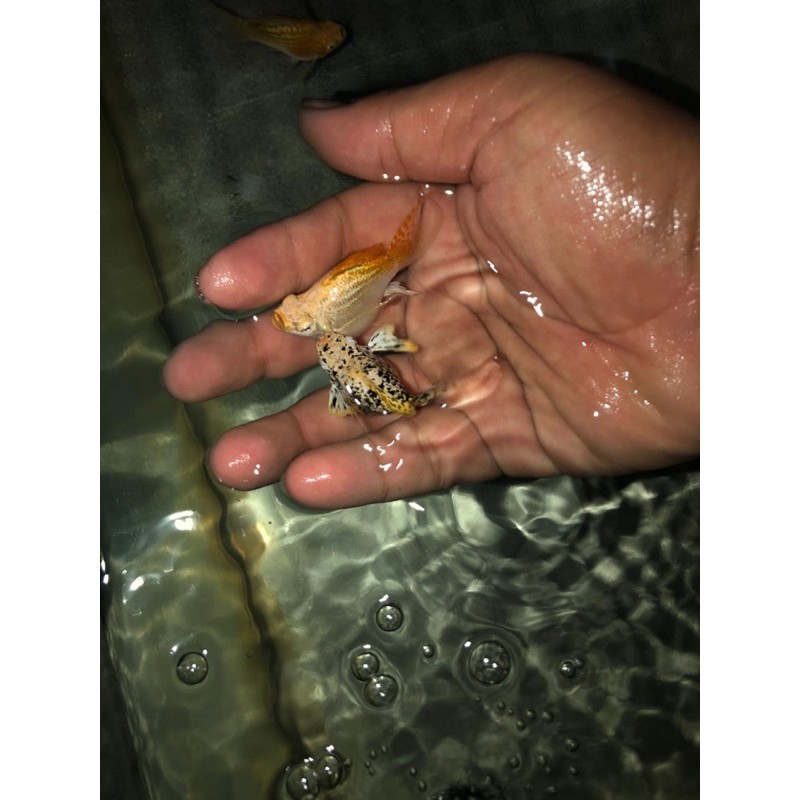 Hiasan aquarium molly balon merpati