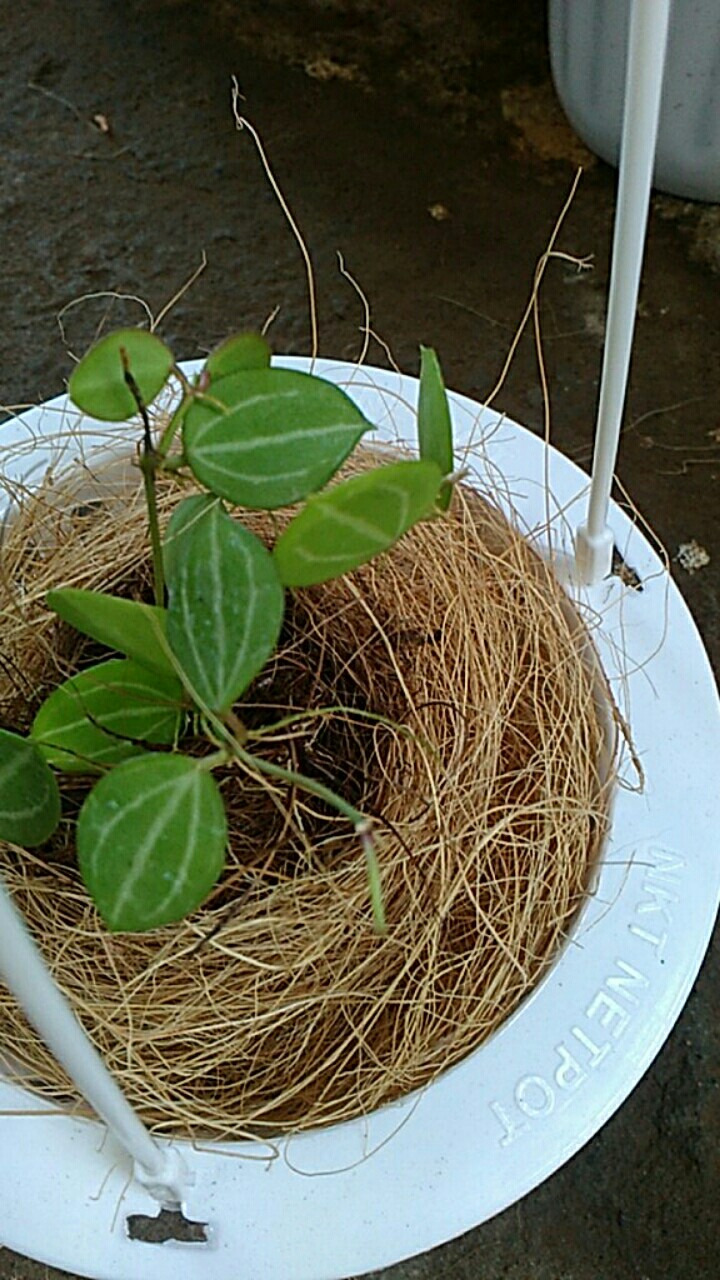 Coco Fiber 1kg // Sabut Kelapa // Ijuk Kelapa