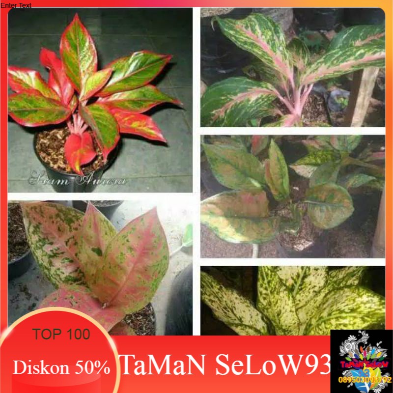 paket 5 aglonema lipstik-butterfly-bigroy-heng-heng-snowit