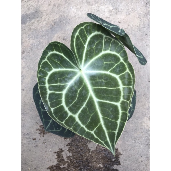tanaman anthurium Clarinervium original XL