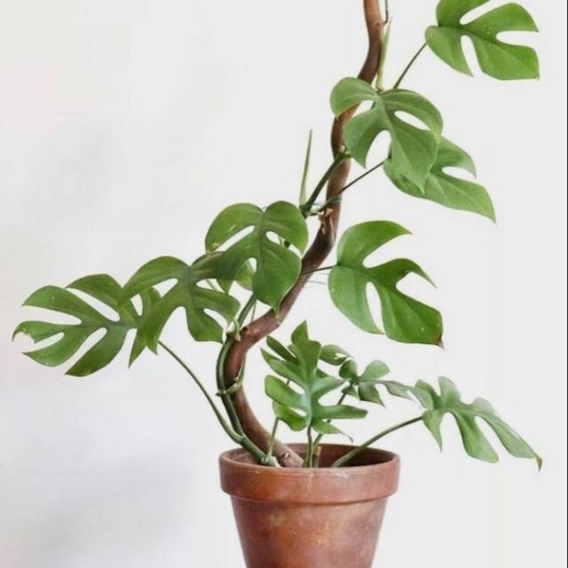 Monstera mini Tetrasperma - monstera giny. monstera minima