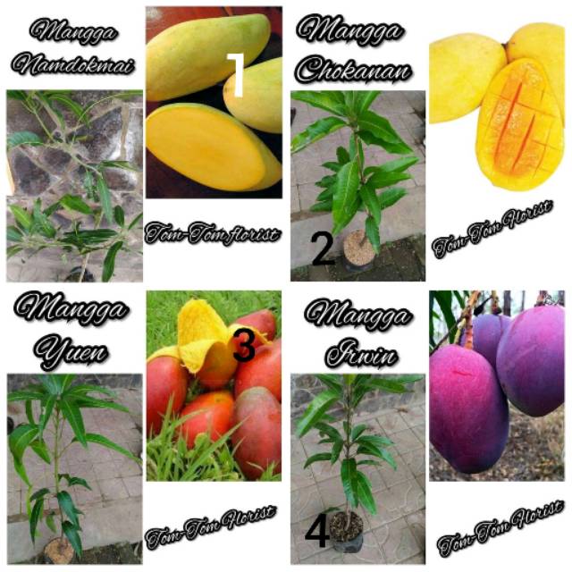 

Paket hemat bibit mangga