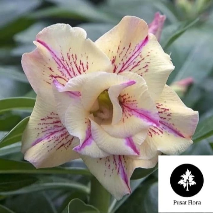 Bibit Bunga Kamboja Adenium Pink Flakes - Tanaman Hias