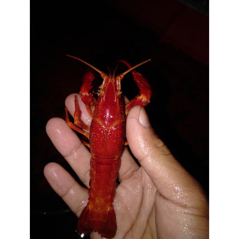 lobster hias red marlboro (indukan isi 10ekor)