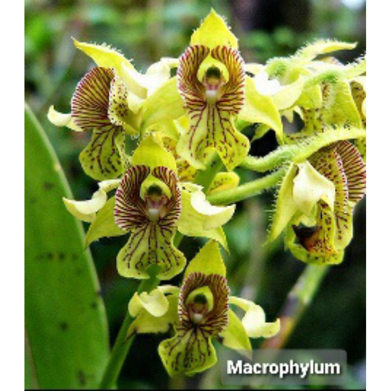 Dendrobium Macrophyllum