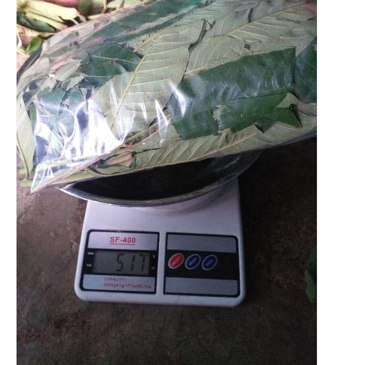 

[DISCOUNT I0V64] DAUN SUNGKAI 500 gram herbal covid 19 harga pendemi Pasti Murah