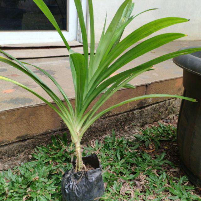 Tanaman Pandan Wangi Ukuran Sedang