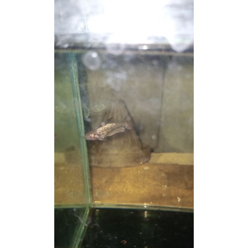 bahan avatar cooper gold