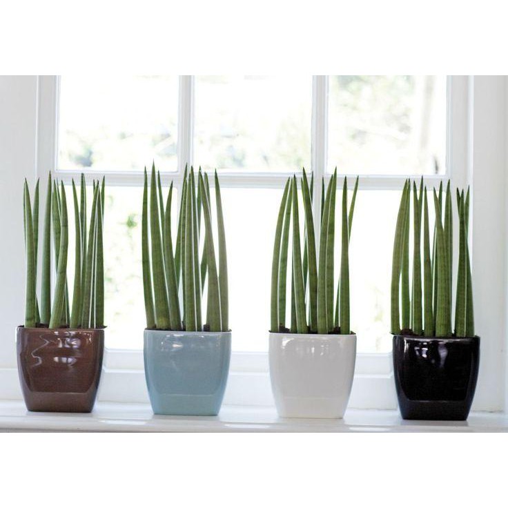 Bibit Tanaman Hias Sukulen Sansevieria Tombak