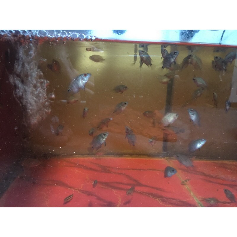 

BURAYAK#LOUHAN##GOLDENBASE