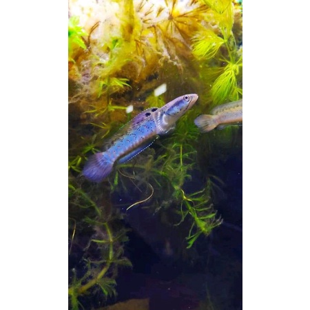 

pulchra 9cm yellow sport sampai pipih