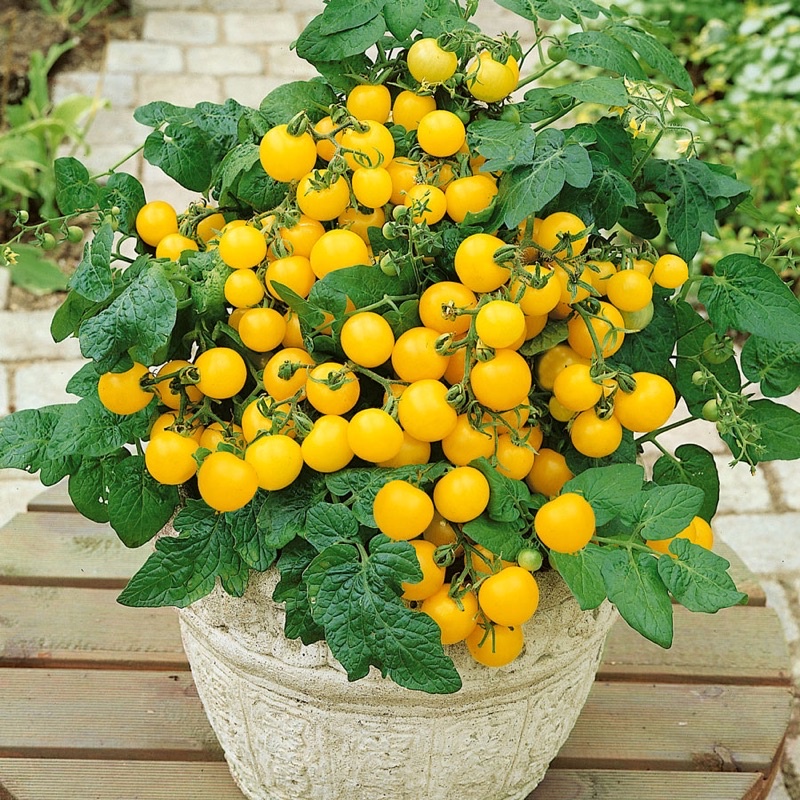 Benih Bibit Biji - Tomato F1 Sweet 'n' Neat Yellow Seeds - IMPORT