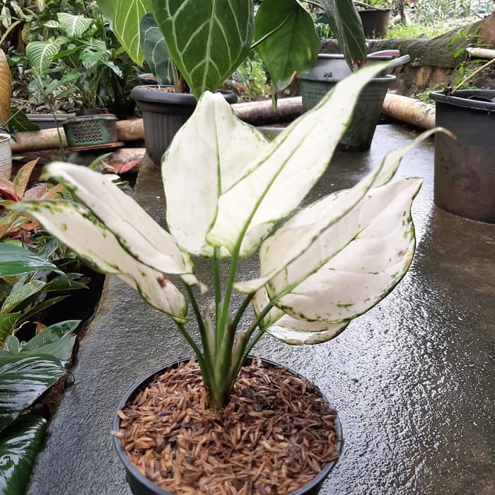 Tanaman Hias Aglonema Putih Hidup Super White Real Plant Murah Shopee Indonesia