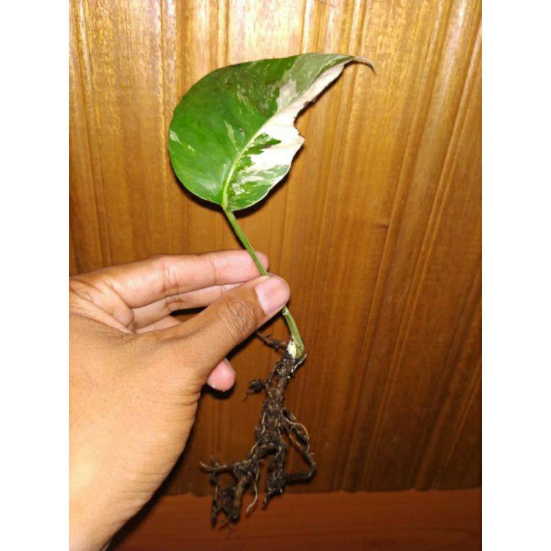 monstera king varigata daun satu