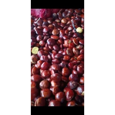 

jengkol