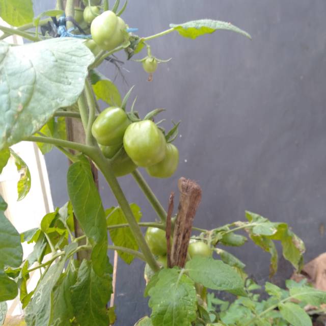 

Tanaman Tomat buah segar minim order 4 pohon
