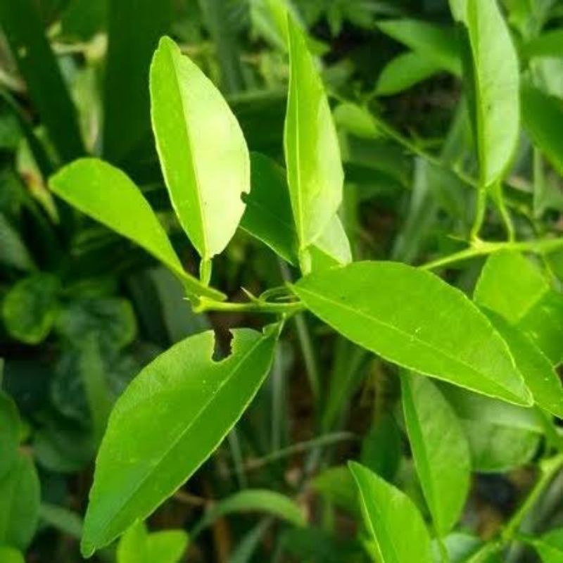 

DAUN JERUK NIPIS FRESH