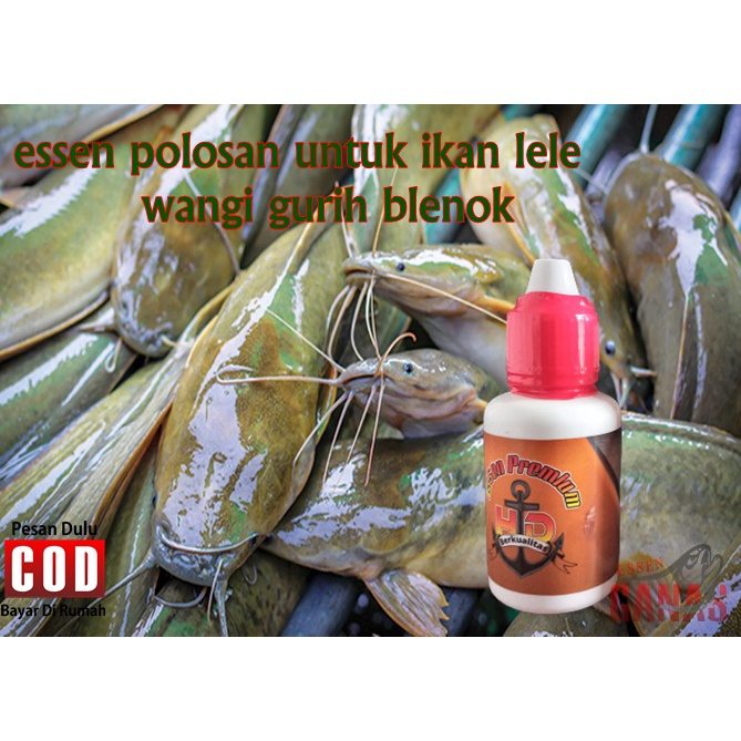 ESSEN OPLOSAN IKAN LELE INDUKAN BABON