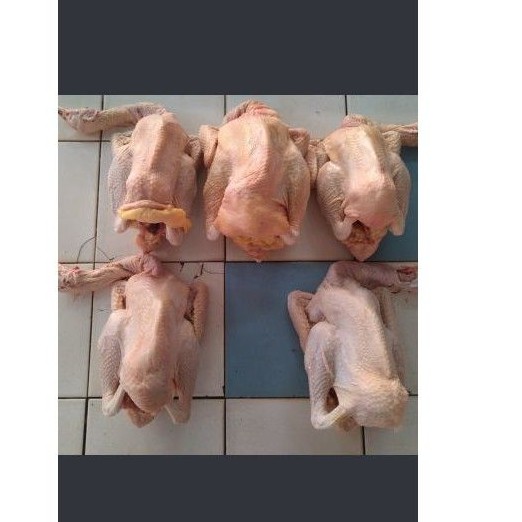 ayam petelur/ayam merah