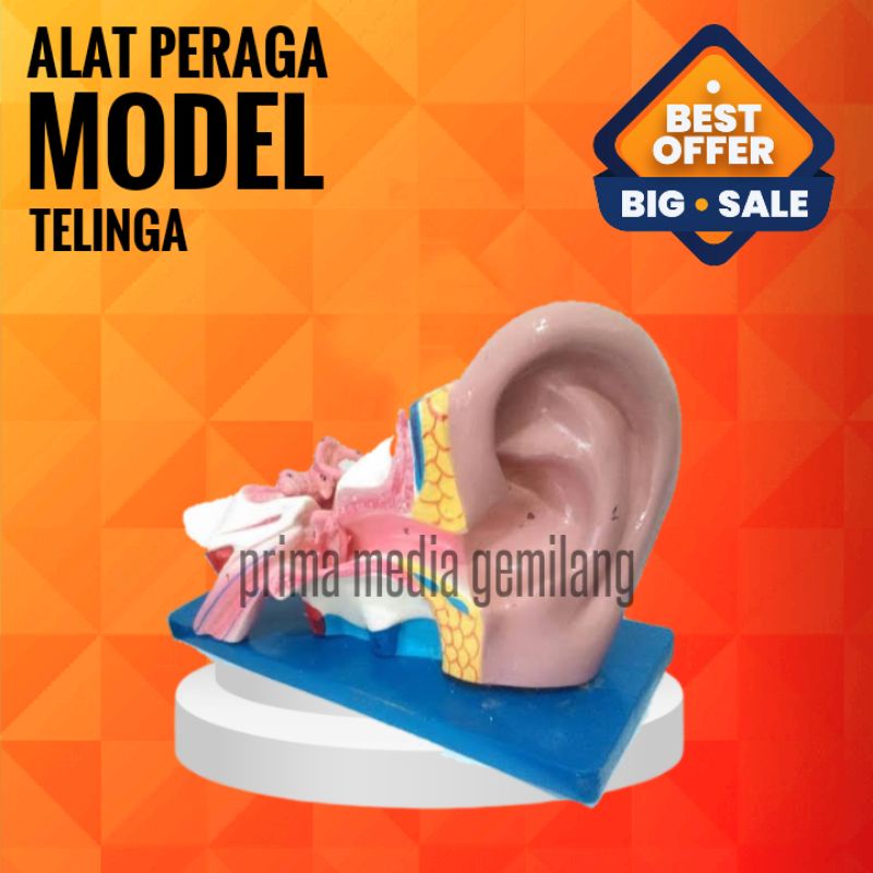 

MODEL TELINGA/TORSO TELINGA/ALAT PERAGA IPA