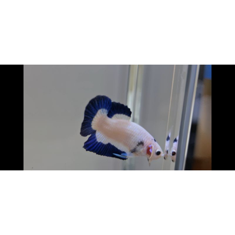 ikan cupang bluerim tancho thailand