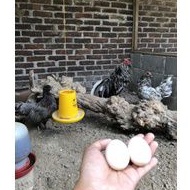 

telur ayam hias black Sumatera fresh