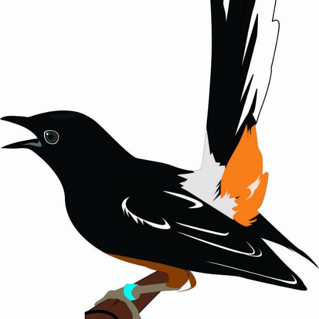 88+ Sketsa Gambar Burung Murai Gratis Terbaru