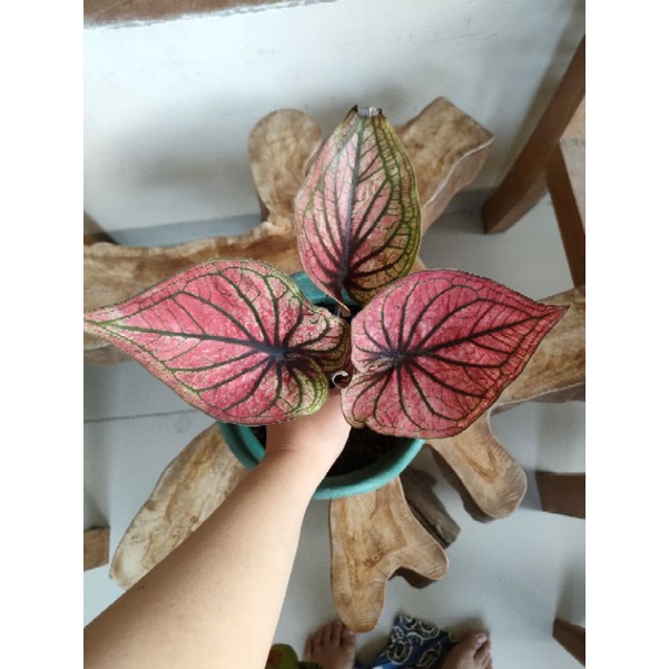 caladium h33 indukan