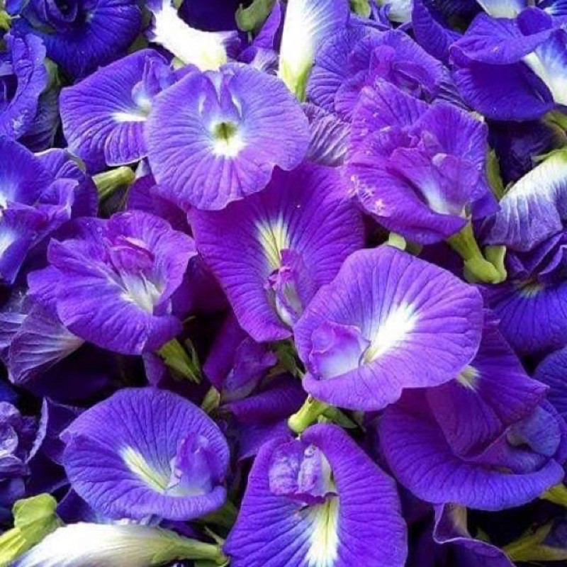 

bunga telang organik 10 gr siap pakai (butterfly pea )