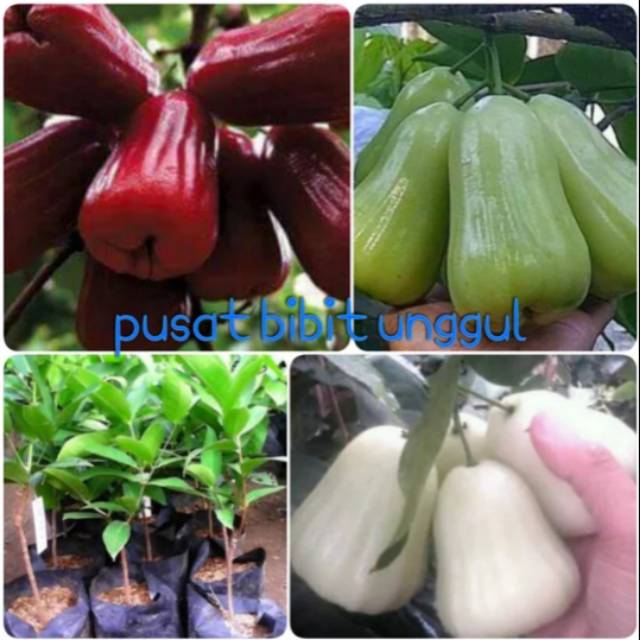 Paket 3 macam bibit buah jambu madu deli hijau-jambu madu deli merah-jambu madu deli susu