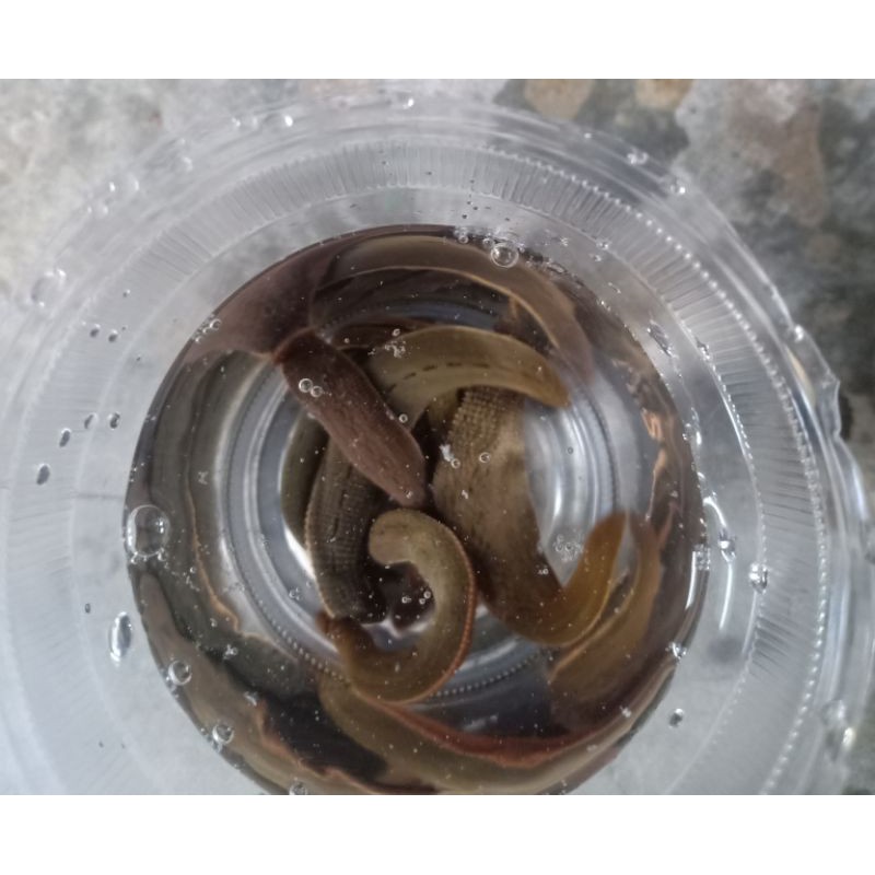 Lintah hidup lintah terapi(steril) ukuran besar minimal order 10 ekor 